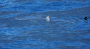 Les attaques de requins en hausse en 2015