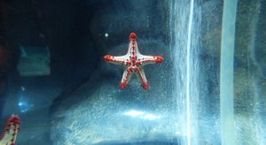 Une exposition autour de l'étoile de mer pour les 15 ans de l'aquarium Sea Life