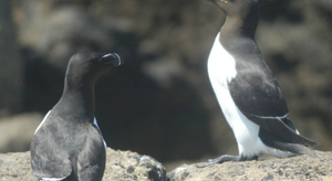 Appendre à connaître les oiseaux de mer
