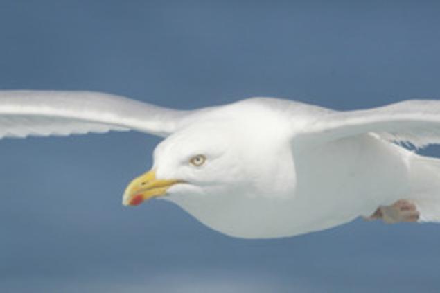 Appendre à Connaître Les Oiseaux De Mer Actualités Nautisme