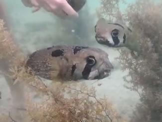 Vidéo : un poisson refuse d'abandonner son ami...