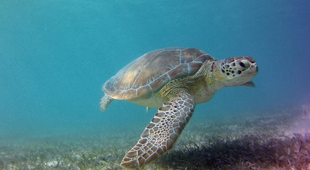 Akumal  Nautisme Article