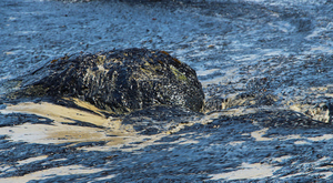 Marée noire : quel risque pour la côte d'Azur ?