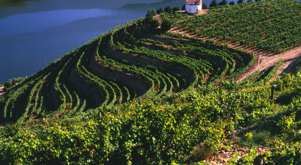 Porto est entourée de quatre régions viticoles, notamment ceux de la vallée du Douro, classés au Patrimoine Naturel de l'UNESCO.