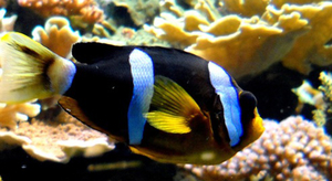 A la découverte des poissons tropicaux à l'Aquarium de la Porte Dorée