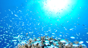 Des organismes vivants découverts sous l'océan