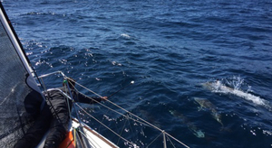 Transat AG2R LA MONDIALE : contre le vent et à travers la nuit noire