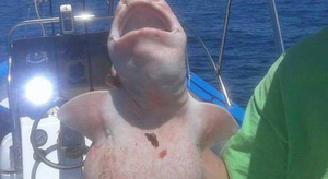 Un étrange poisson péché au large du Mexique