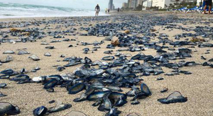 Une plage de Floride envahie par des vélelles