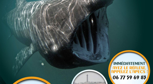 Vidéo : un requin pèlerin de 7 m en mer Méditerranée