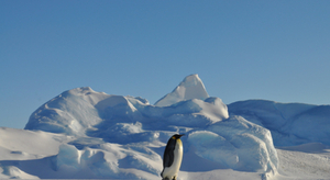 L'Antarctique risque de faire monter le niveau de la mer d'1 m d'ici 2100
