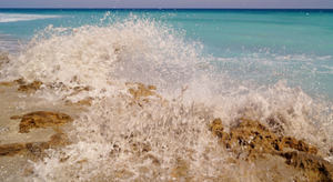 Floride : la barrière de corail menacée par un projet portuaire