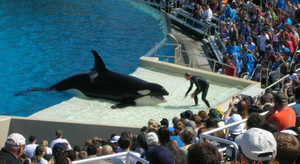 Plus d'orques élevés en captivité pour SeaWorld