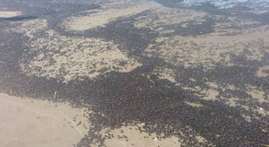 Les plages d'Argentine envahies... par des scarabées