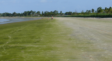 Les Roches, Kourou, Guyane  Les Roches, Kourou, Guyane