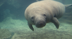 Des lamantins par milliers en Floride