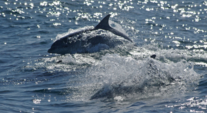 900 grands dauphins vivent près des côtes méditerranéennes