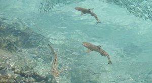 Saison des amours pour les requins à pointes noires au large de la Floride