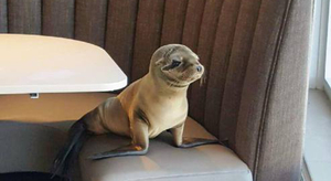 Un bébé otarie retrouvé attablé dans un restaurant américain