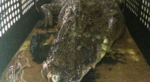 Un crocodile en balade au bord d'une plage australienne