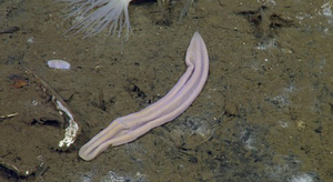 Une étrange espèce marine découverte