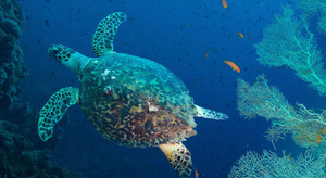 Une tortue retrouvée sur une plage du Morbihan