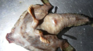 Une étrange créature découverte dans la mer des Caraïbes