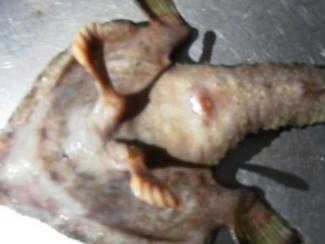 Une étrange créature découverte dans la mer...
