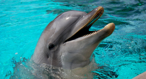 L'ex-dresseur de Flipper interdit de séjour au Japon