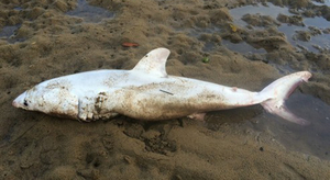 Un requin totalement blanc s'est échoué en Australie