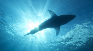 Un requin de 2m bondit sur un bateau de pêche : panique à bord !