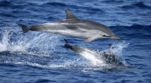 Baleines et dauphins d'Europe menacés par les BPC