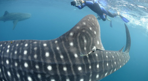 Financement participatif réussi pour Nausicaa