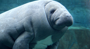 La Floride, le refuge des lamantins