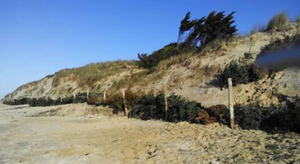 Des sapins de Noël contre l'érosion des dunes