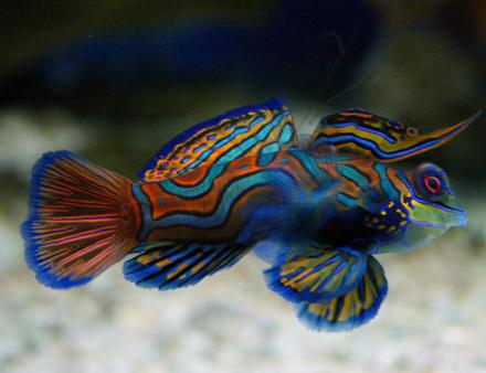 Le poisson-mandarin, aux couleurs éclatantes. Nautisme Article