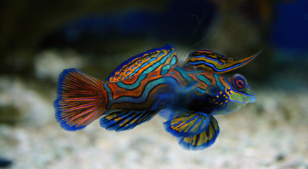Le poisson-mandarin, aux couleurs éclatantes. Le poisson-mandarin, aux couleurs éclatantes.