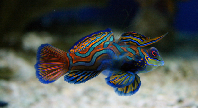 Le poisson-mandarin, aux couleurs éclatantes. Nautisme Article