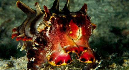 La seiche flamboyante (Metasepia pfefferi) est la seule espèce de seiche capable de « marcher » sur le fond. Sa chair est toxique, ce dont elle informe ses prédateurs par son rouge vif.