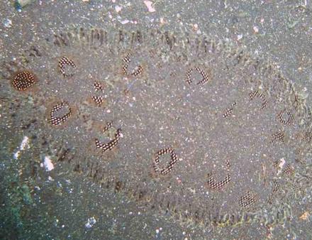 Comment se fondre dans son milieu ? Démonstration d'une sole d'une quarantaine de centimètres. Nautisme Article