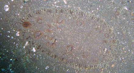 Comment se fondre dans son milieu ? Démonstration d'une sole d'une quarantaine de centimètres.  Comment se fondre dans son milieu ? Démonstration d'une sole d'une quarantaine de centimètres.