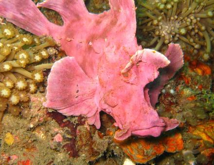 Le poisson-scorpion d'Eschmeyer (Rhinopias eschmeyeri), avec sa tête disproportionnée et sa gueule protubérante. Nautisme Article