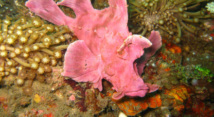 Le poisson-scorpion d'Eschmeyer (Rhinopias eschmeyeri), avec sa tête disproportionnée et sa gueule protubérante. Nautisme Article