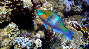 Les perroquets, poissons des récifs