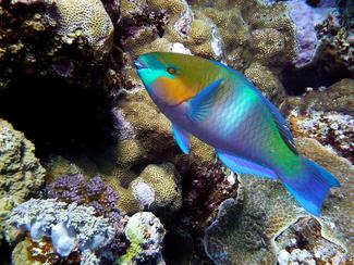 Les perroquets, poissons des récifs