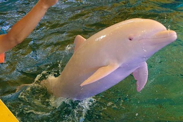 Un Dauphin Albinos En Californie Actualites Nautisme