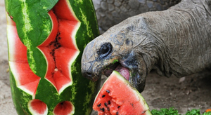 Vivre jusqu'à 250 ans aux Seychelles