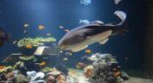 Nausicaà, Centre National de la Mer  Lauréat du Prix Travelers' Choice 2015