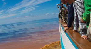 Eaux de mer colorées ? Contactez Ifremer