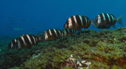 Un banc de beaux sars tambours (Diplodus cervinus).  Un banc de beaux sars tambours (Diplodus cervinus).